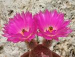 : - Echinocereus rigidissimus