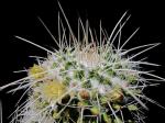 : - Mammillaria karwinskiana subsp. nejapensis