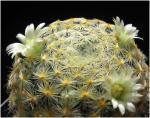 : - Mammillaria schiedeana