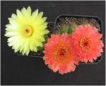 : - Parodia ottonis