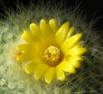 : - Parodia chrysacanthion