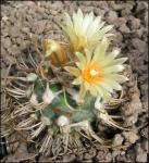 : - Turbinicarpus schmiedickeanus subsp. flaviflorus