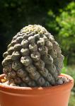 : - Eriosyce occulta