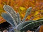 Tastengasterie - Gasteria batesiana