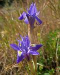 Mittags-Schwertlilie - Moraea sisyrinchium