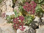 : - Hylotelephium spectabile