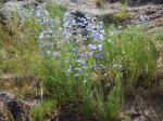 :-Penstemon radicosus