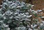 : - Kalanchoe pumila