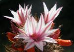 : - Mammillaria albicans subsp. fraileana
