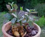 : - Euphorbia neostolonifera