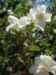 Oregon Pfeifenstrauch - Philadelphus lewisii