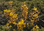 : - Ononis aragonensis
