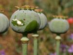 : - Papaver somniferum subsp. setigerum