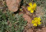 : - Potentilla reuteri