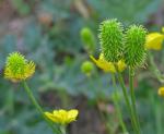 Großblättriger Hahnenfuß - Ranunculus macrophyllus