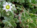 : - Rosularia sedoides
