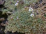 : - Saxifraga erioblasta