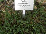 Oaxaca-Mauerpfeffer - Sedum oaxacanum