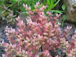 Rötliche Fetthenne - Sedum rubens