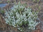 : - Thymus zygis subsp. gracilis