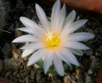 : - Turbinicarpus lophophoroides