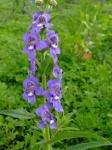 : - Angelonia biflora