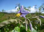 :-Solanum paludosum