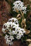 : - Amsonia tomentosa
