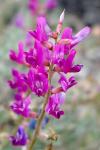 : - Astragalus lentiginosus