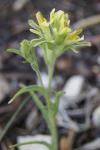 : - Castilleja praeterita