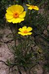 : - Coreopsis calliopsidea