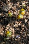 : - Eriophyllum pringlei