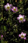 : - Linanthus dianthiflorus