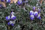 : - Lupinus breweri var. breweri