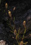 : - Malperia tenuis
