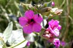 : - Mirabilis multiflora