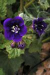 Parry-Phazelie - Phacelia parryi