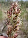 Zwiebel-Rispengras - Poa bulbosa
