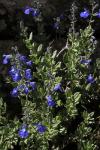 : - Salvia lycioides