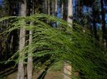 Sumpf-Rispengras-Poa palustris
