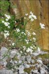Felsen-Kugelschötchen - Kernera saxatilis