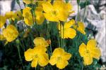 : - Papaver aurantiacum