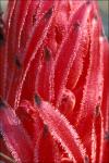 : - Sarcodes sanguinea