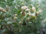 : - Picrothamnus desertorum
