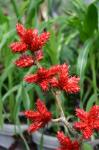: - Hohenbergia stellata