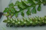 Ungarischer Bärenklau - Acanthus hungaricus