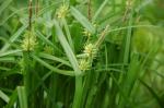 Morgenstern-Segge - Carex grayi