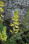 Farnblättriger Lerchensporn
- Corydalis cheilanthifolia