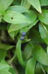 : - Disporum bodinieri