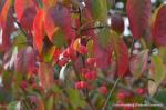 Purpur-Spindelstrauch - Euonymus atropurpureus